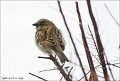 House Sparrow